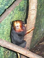 Tamarin noir a tete doree - Leontopithecus chrysomelas (ord Primates)(fam Callithricides)(02)